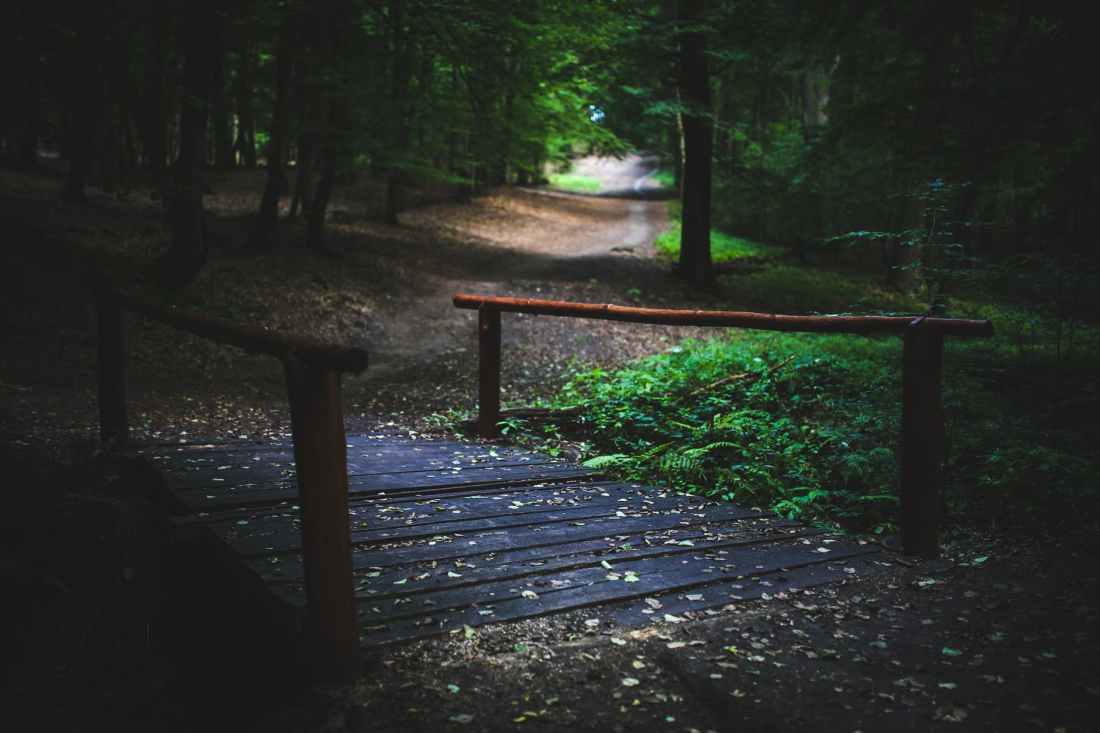 wood-nature-forest-bridge